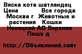 Вяска кота шатландец › Цена ­ 1 000 - Все города, Москва г. Животные и растения » Кошки   . Ненецкий АО,Верхняя Пеша д.